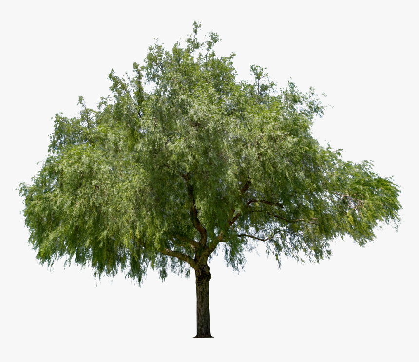 Peppercorn Tree Png Transparent, Png Download