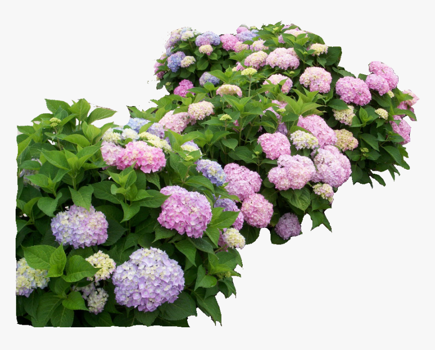 Hydrangea Endless Summer Original, HD Png Download