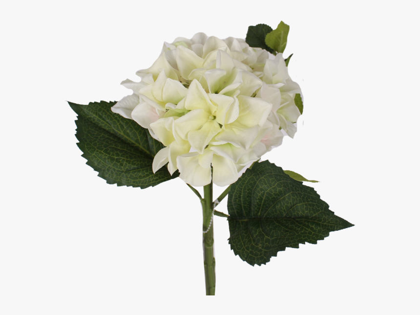 Transparent Hydrangea Bush Png - White Hydrangea Flower Png, Png Download
