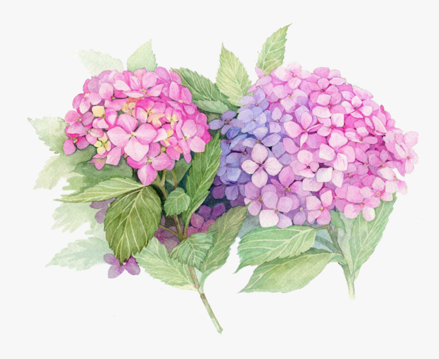 Transparent Hydrangea Bush Png - John 3 16 Kjv Easter, Png Download