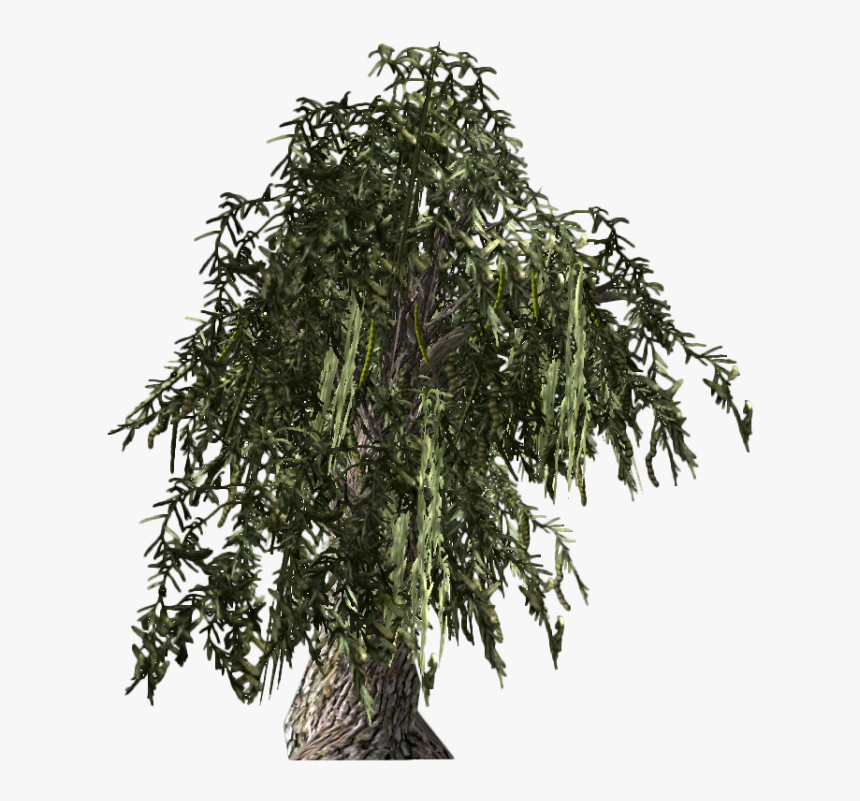 Mezquite Png, Transparent Png