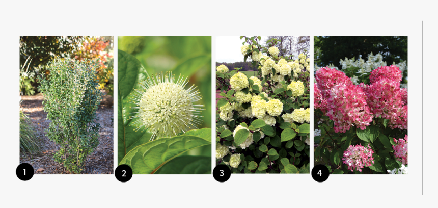 Hydrangea Serrata, HD Png Download