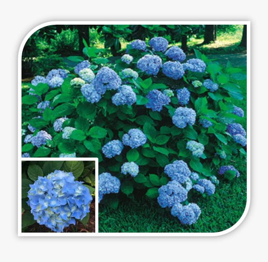 Picture - Hydrangea Nikko Blue 3c Gallon, HD Png Download