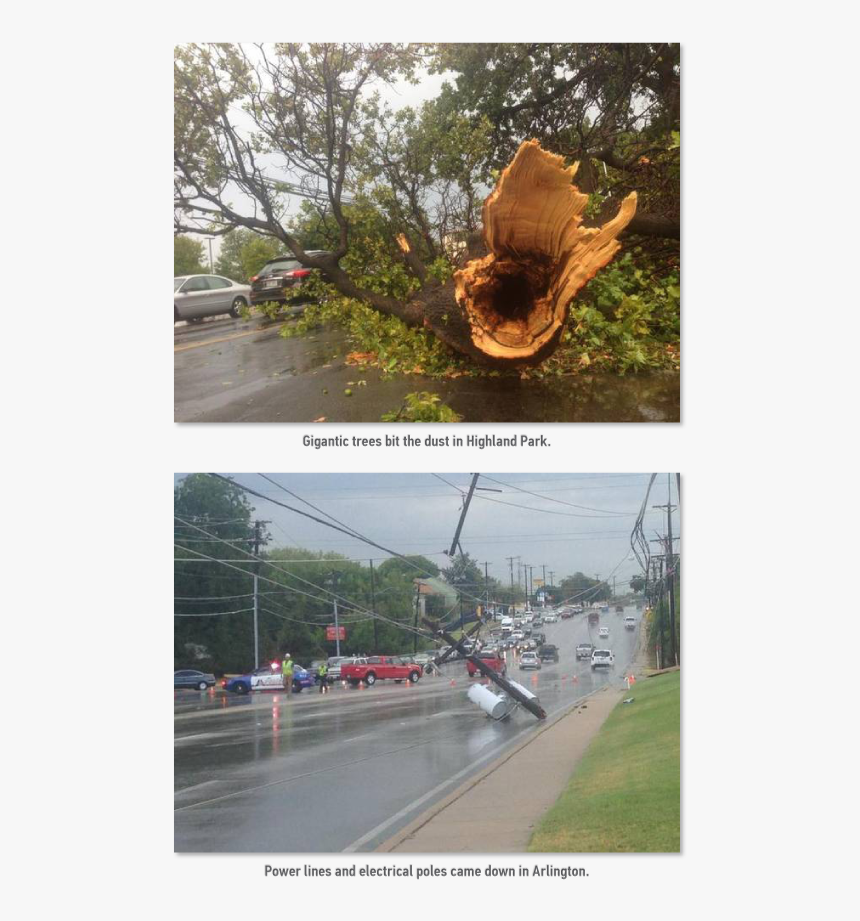 Mesquite Tree Png, Transparent Png