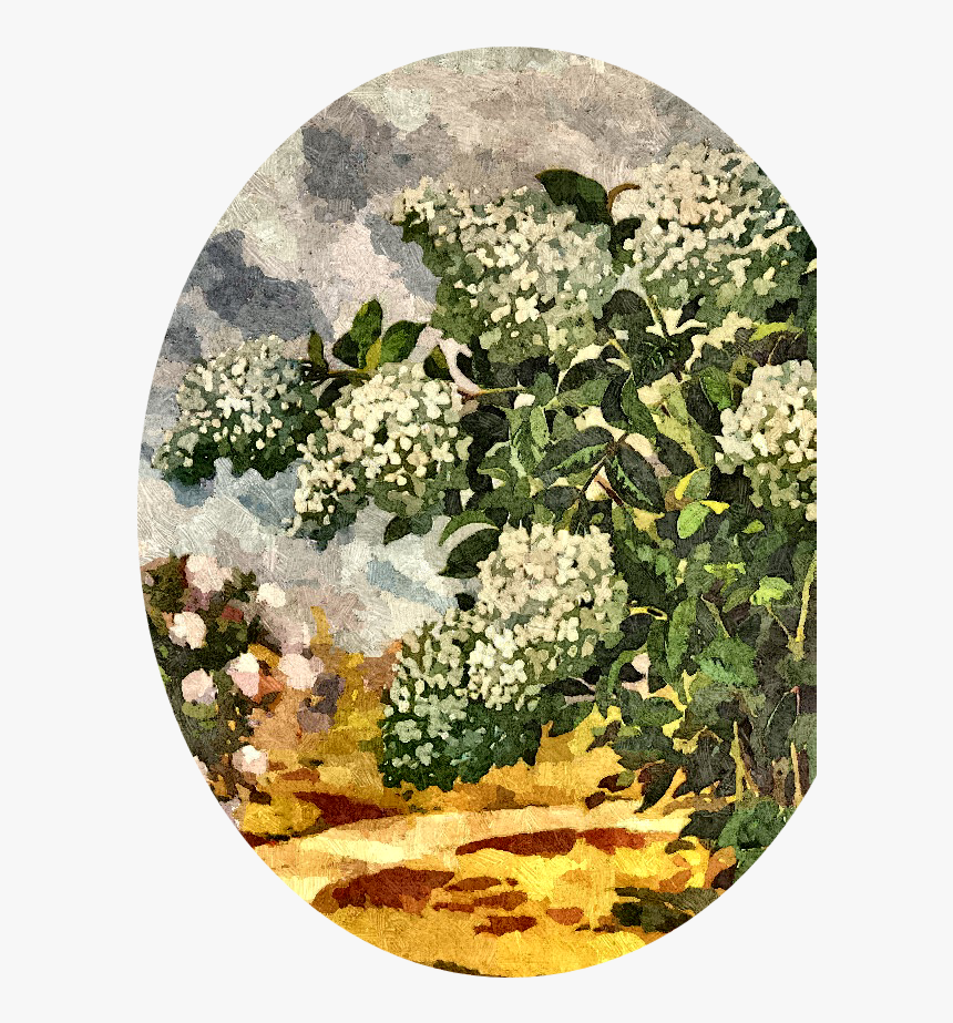 Floral Design, HD Png Download