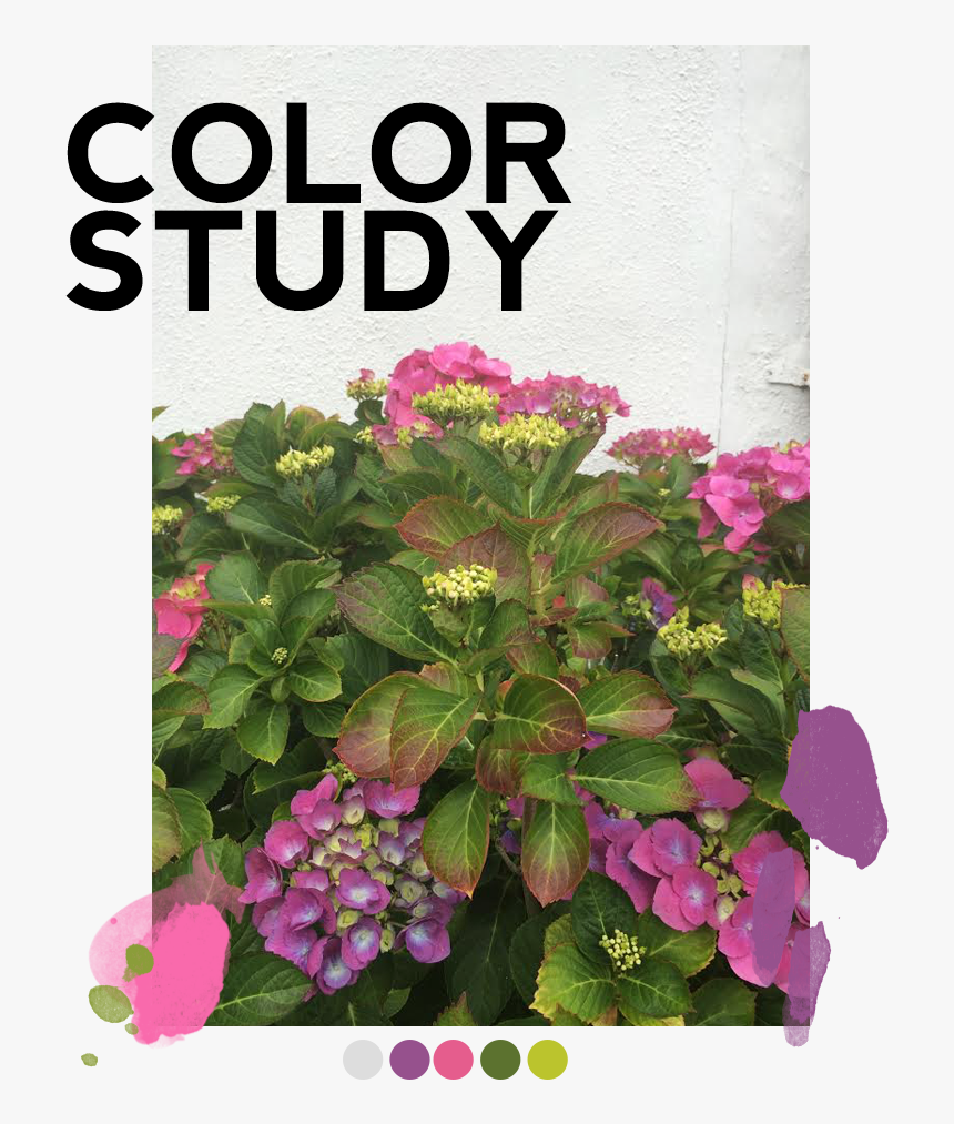 Color Study Pinkpurple Grey Green - Crown Of Thorns, HD Png Download