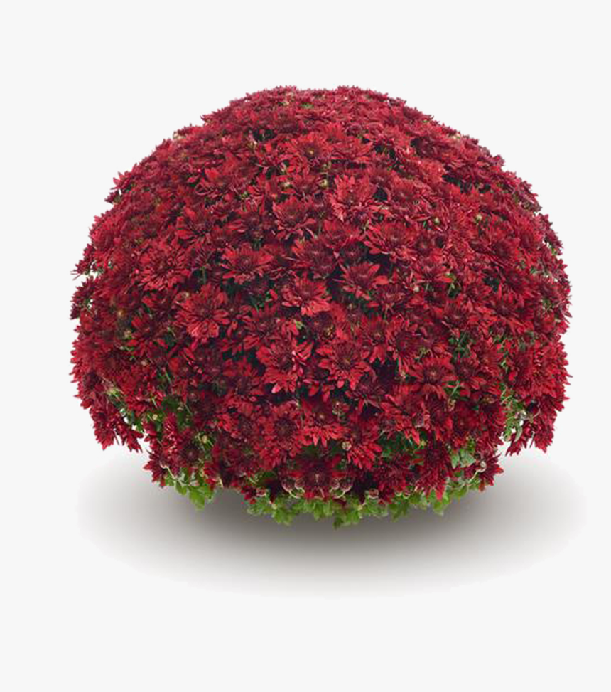 Belgian Mums® Vega Red - Vega Red Mum, HD Png Download