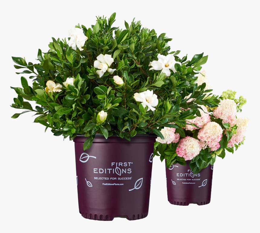 Potted Branded Plants, HD Png Download