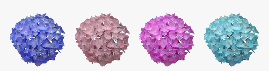 ดอก ไฮ เดรน เยีย Png, Transparent Png