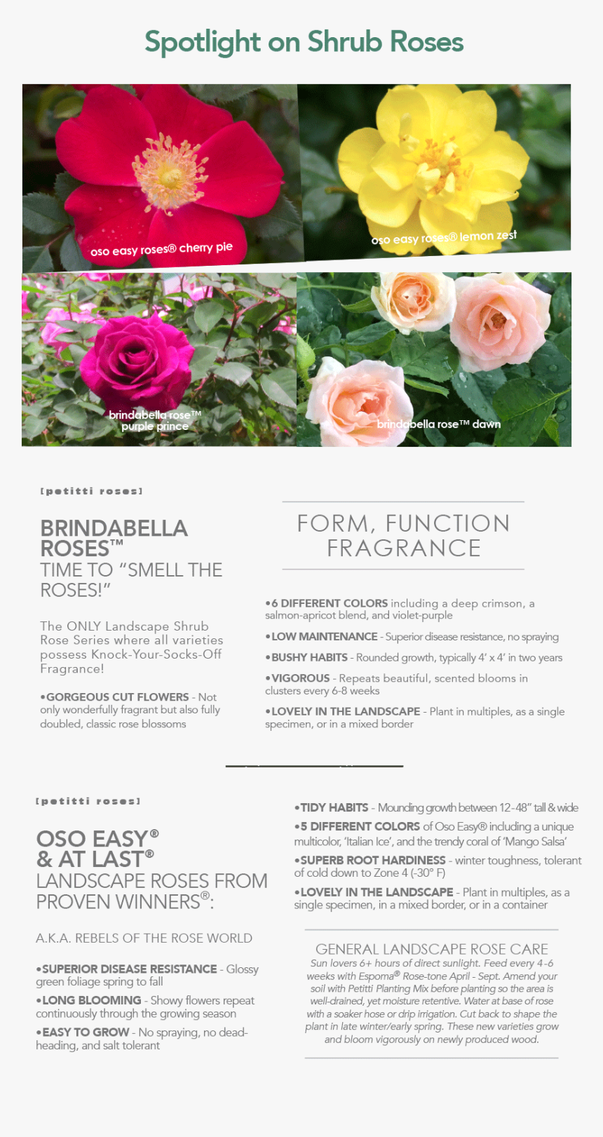 Floribunda, HD Png Download