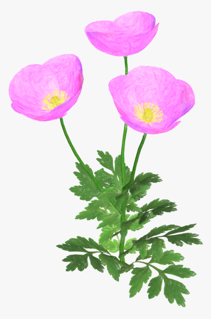 Buttercup, HD Png Download