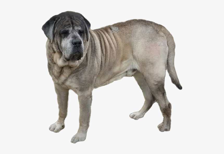 English Mastiff Png - Mastiff Png, Transparent Png