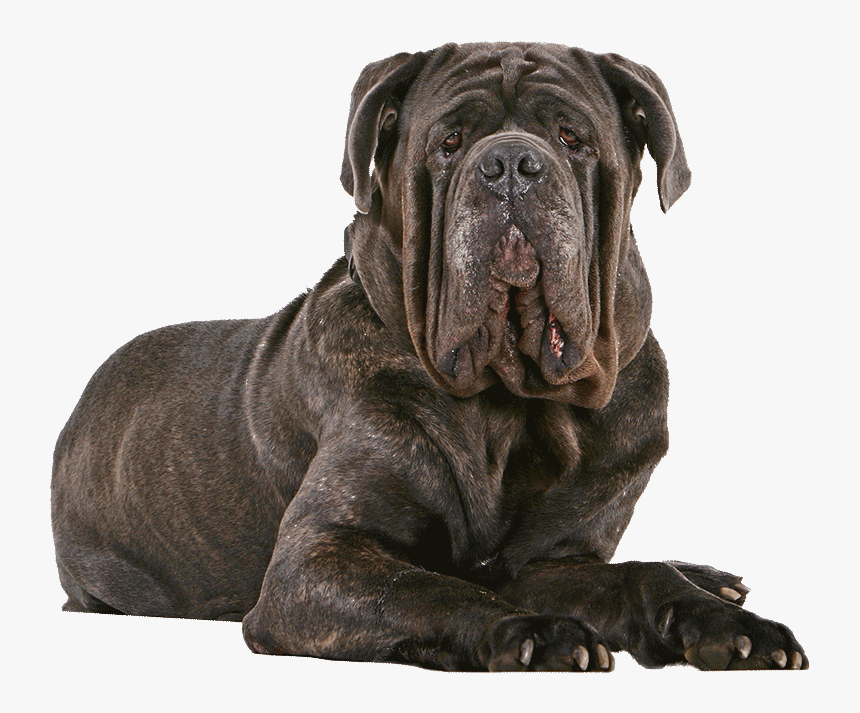 Neapolitan Mastiff English Mastiff, HD Png Download