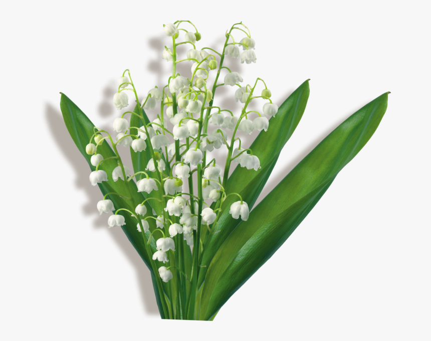 Flower Bouquet Clip Art Lily Of The Valley Gif - Hoa Cỏ Nền Trắng, HD Png Download