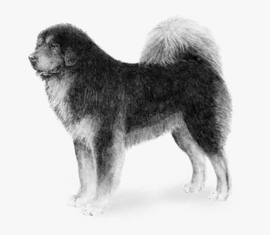 Transparent Mastiff Png - Tibetan Mastiff Blue Gray, Png Download