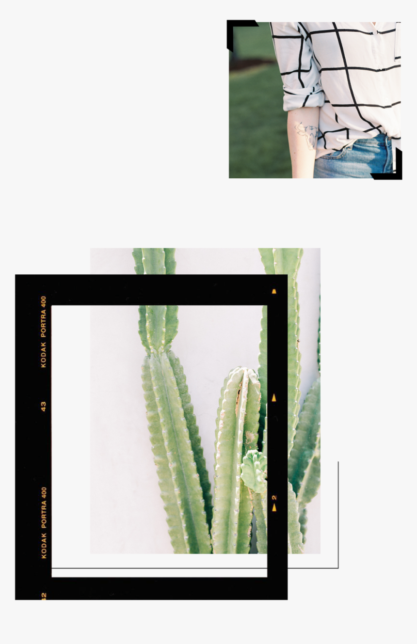 About Mini-updated4 - San Pedro Cactus, HD Png Download