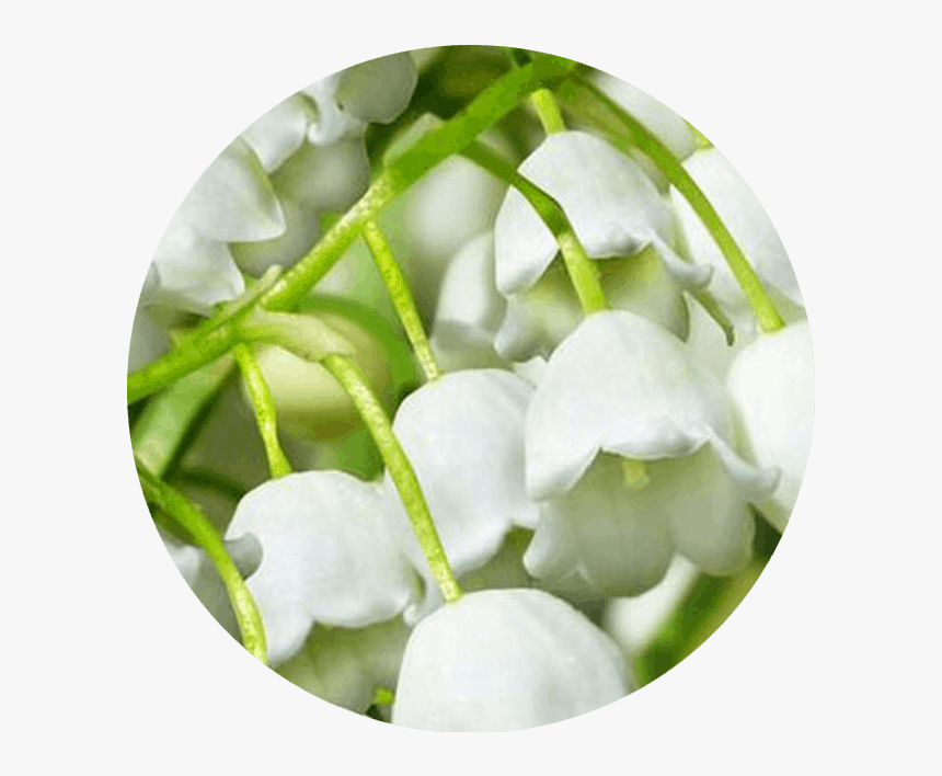 Lily Of The Valley, HD Png Download