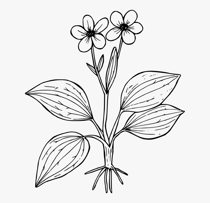 Symmetry,monochrome Photography,petal - Flor Con Hojas Para Colorear, HD Png Download