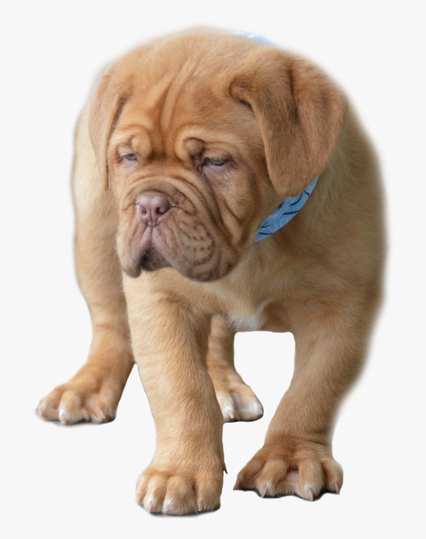 Dog Yawns, HD Png Download