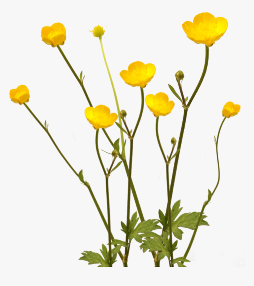 #flowers #yellow #overlay #buttercups #lawn #wildflowers - Buttercup Flower Transparent, HD Png Download