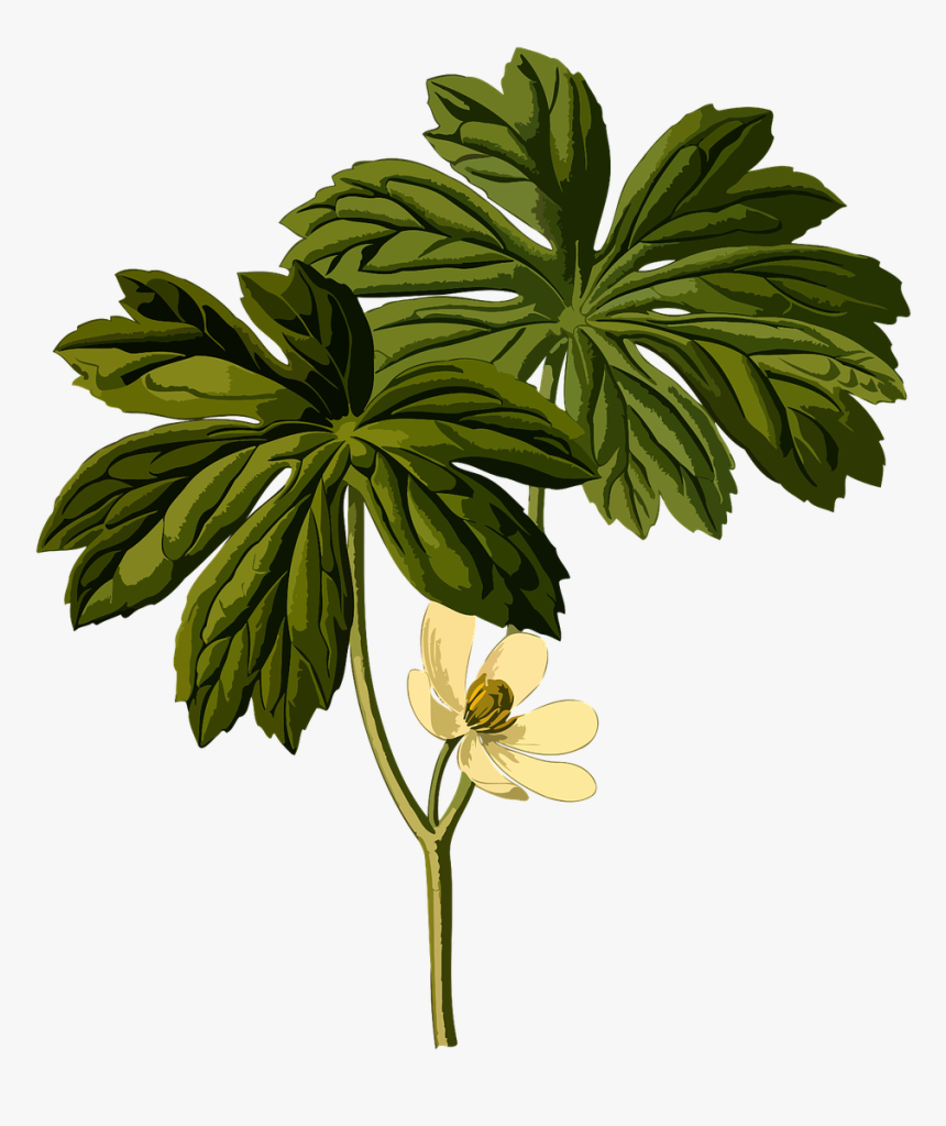 Podophyllum Peltatum, HD Png Download