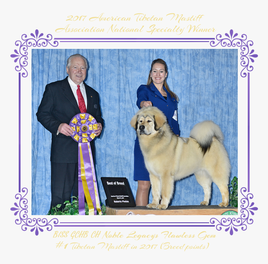 Biss Gch Ch Noble Legacys Flawless Gem - Tibetan Noble, HD Png Download