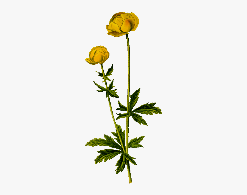 Globeflower - Flower Silhouette Transparent Background, HD Png Download