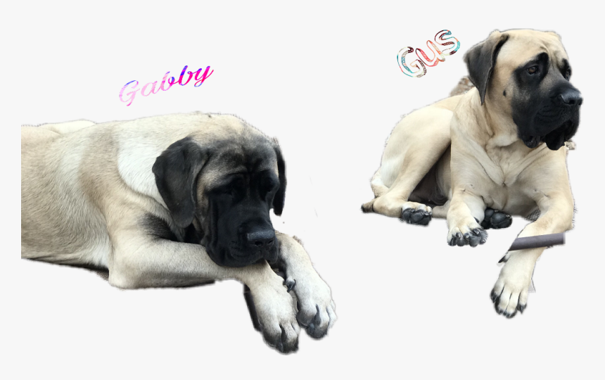 Doggy Gus - English Mastiff, HD Png Download