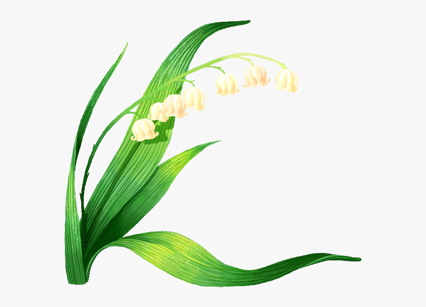 Lily Of The Valley Vector Clipart , Png Download - Lírio Dos Vales Png, Transparent Png