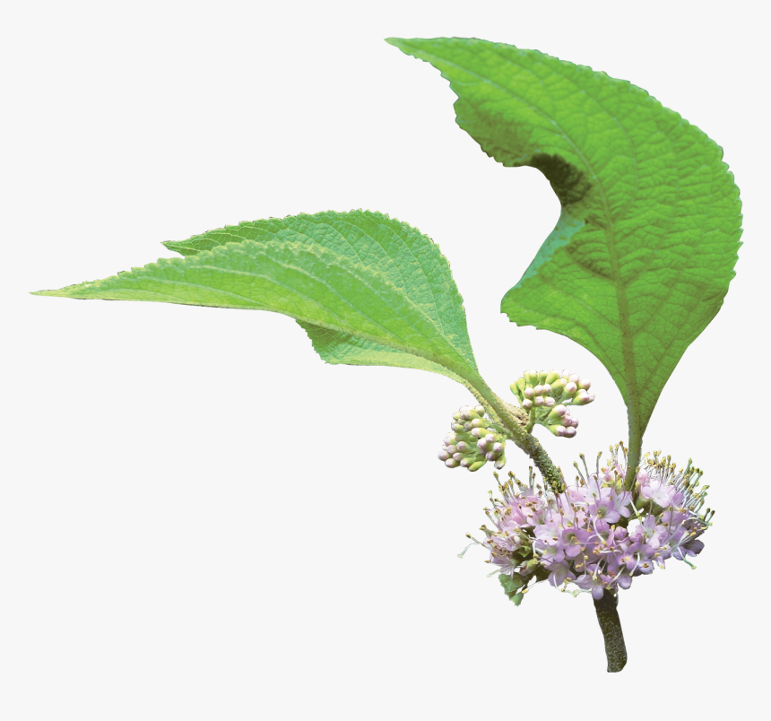 Clip Art French Mulberry Friends Louisiana - Verbena, HD Png Download