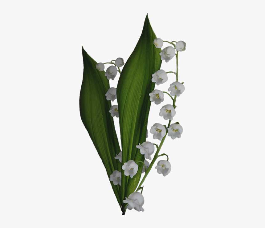 Lily Of The Valley, HD Png Download
