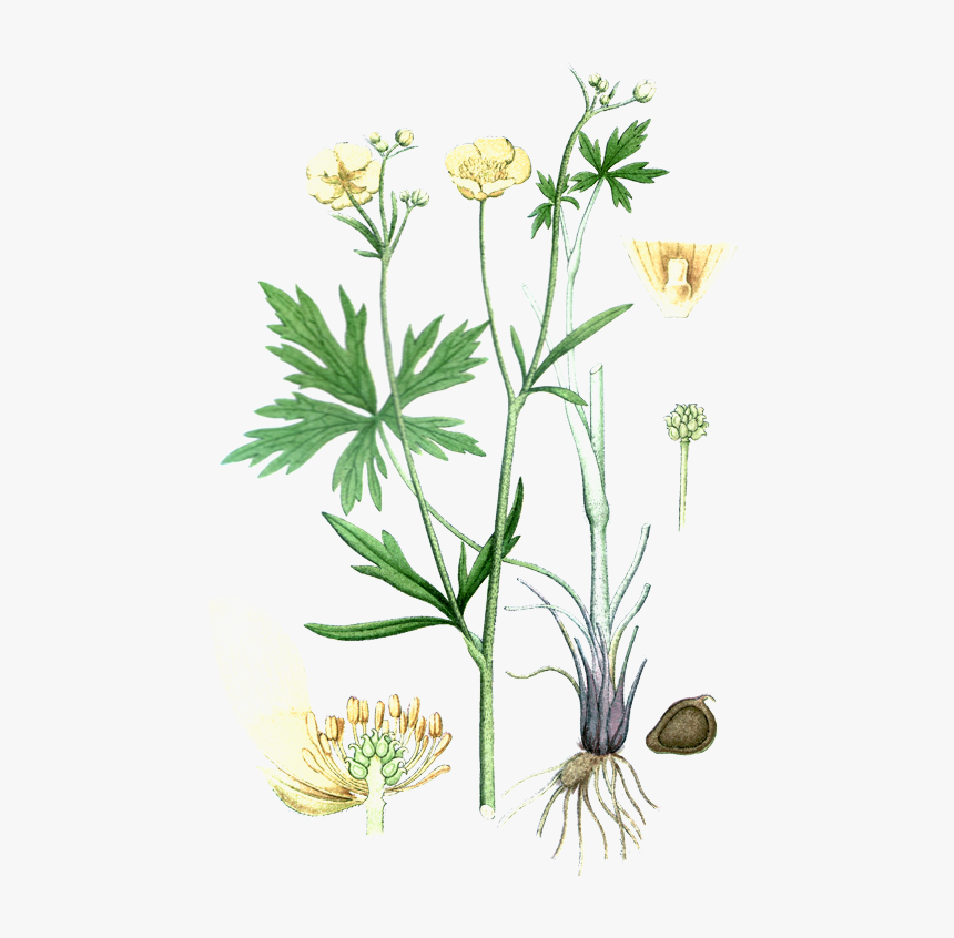 Smorblomma Medium - Ranunculus Acris, HD Png Download