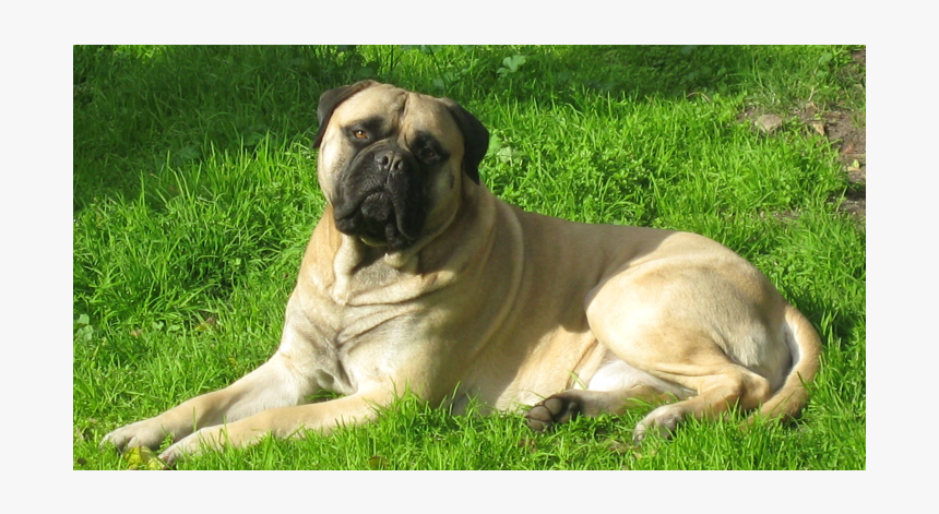 Slide - English Mastiff, HD Png Download