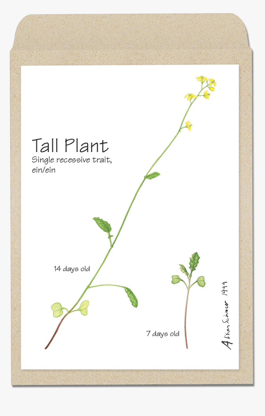 Brassica Rapa Fast Plants, HD Png Download