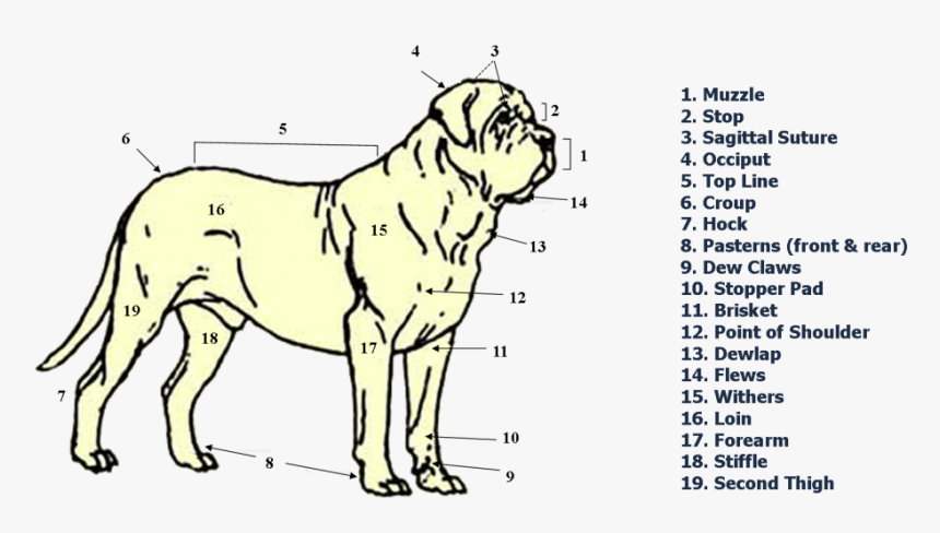 Shar Pei, HD Png Download