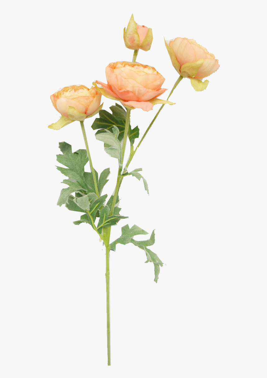 Garden Roses, HD Png Download
