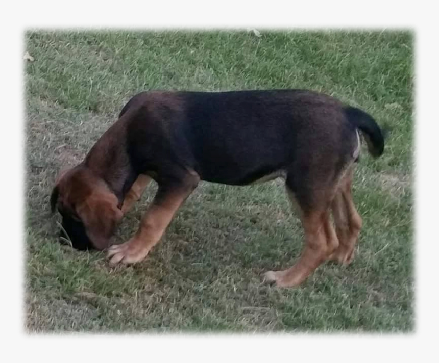 Black And Tan Mastiff Lyme Hall - Hunting Dog, HD Png Download