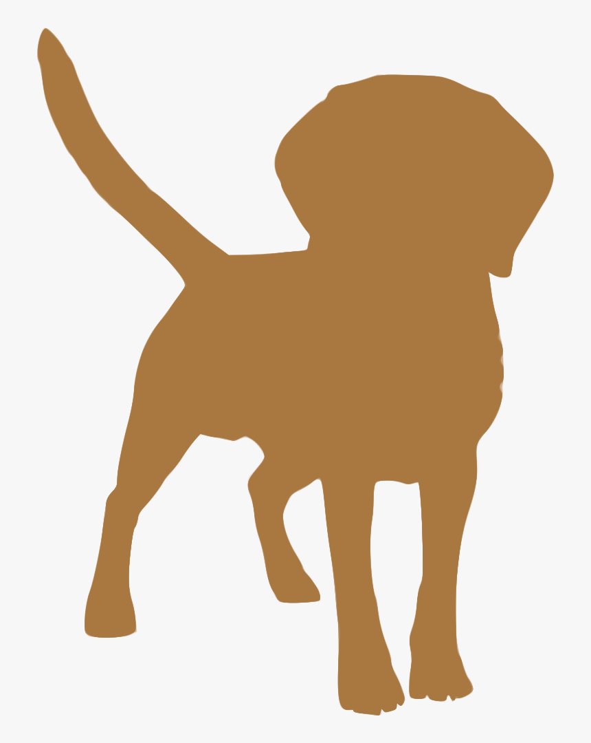 Dog Breed Puppy Tibetan Spaniel Tibetan Mastiff English - Dog Shakes Water Off, HD Png Download