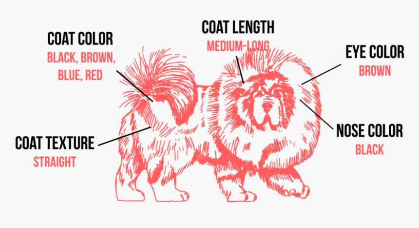 Tibetan Mastiff Coat Types, HD Png Download