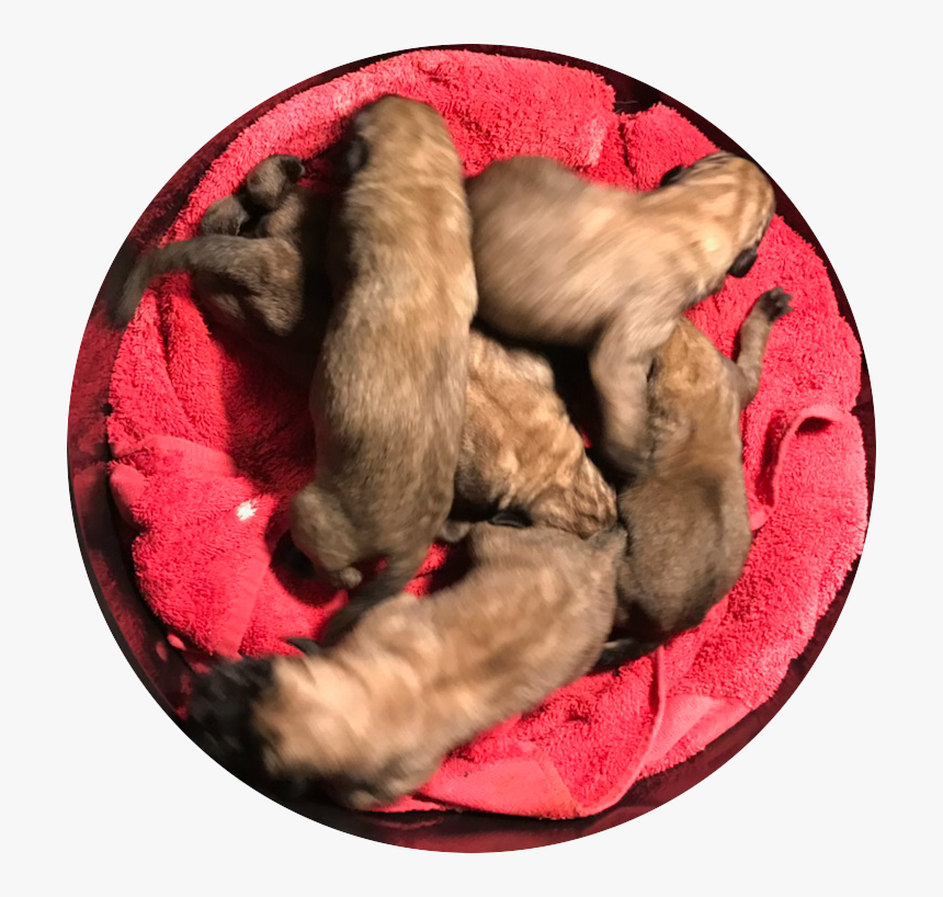 English Mastiff Puppies For Sale - Paw, HD Png Download