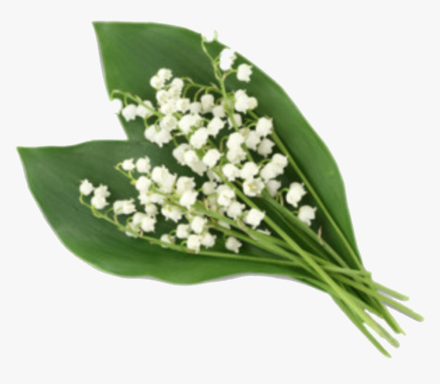 Lily Of The Valley Png, Transparent Png