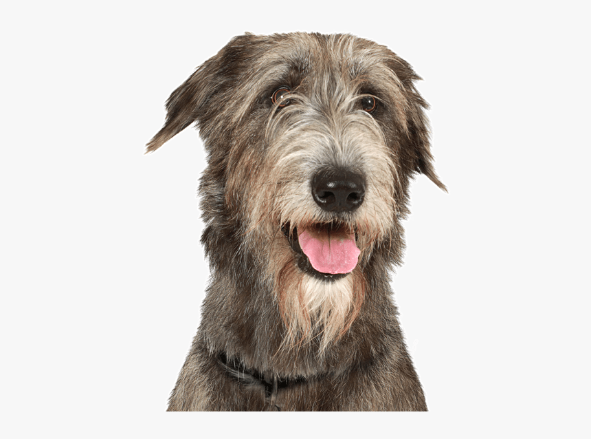 mini wolfhound