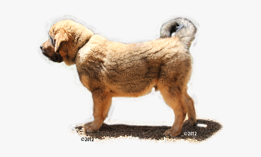 Mastiff Png, Transparent Png