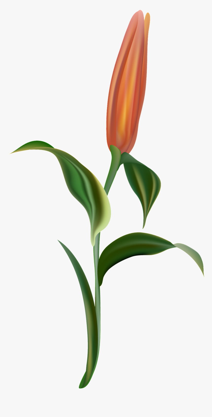 Orange Light Flower Branch Transparent Decorative - Lady Tulip, HD Png Download