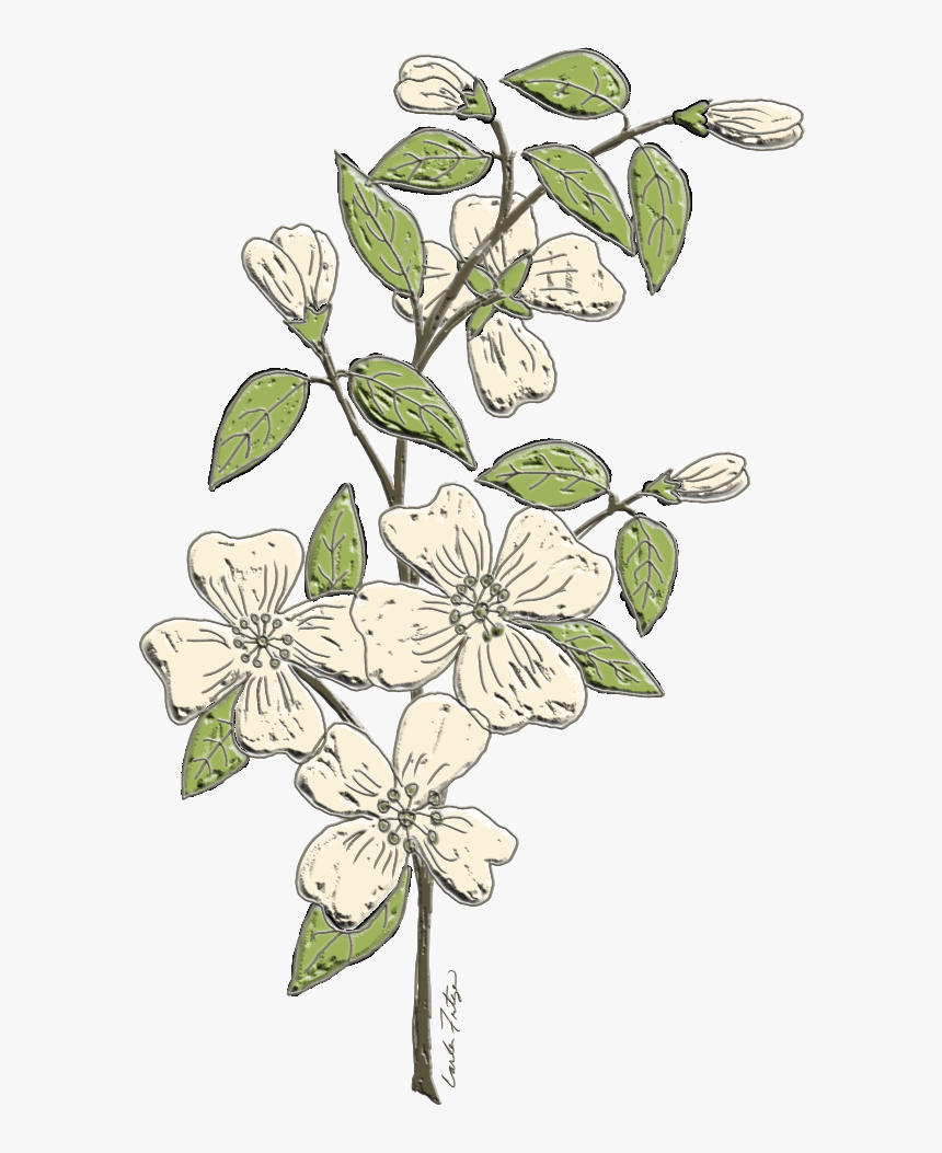 #dogwood #flowers #branch #floral #freetoedit - Jasmine, HD Png Download