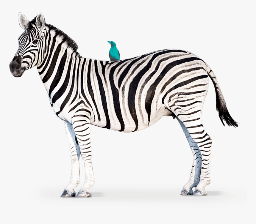 Zebra, HD Png Download