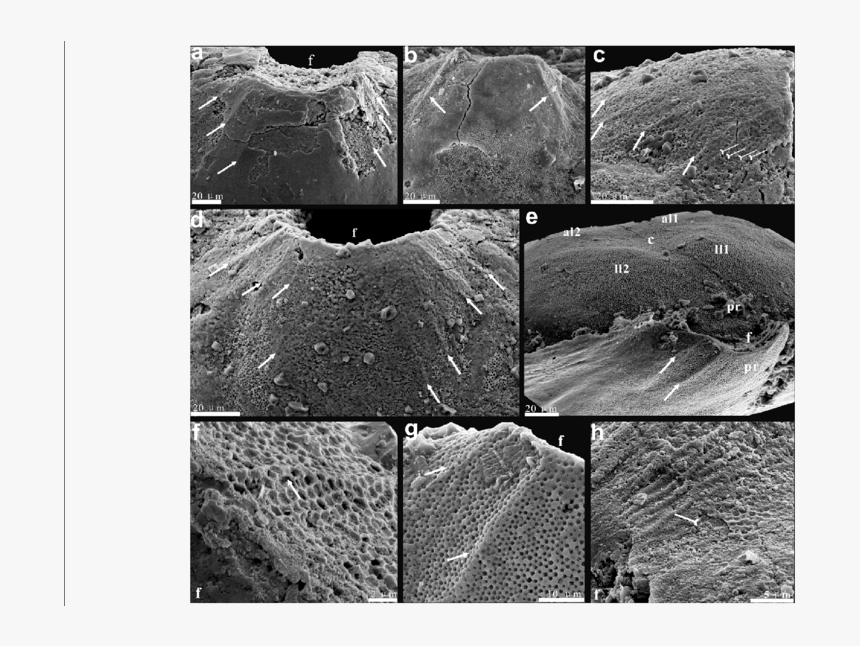 Monochrome, HD Png Download