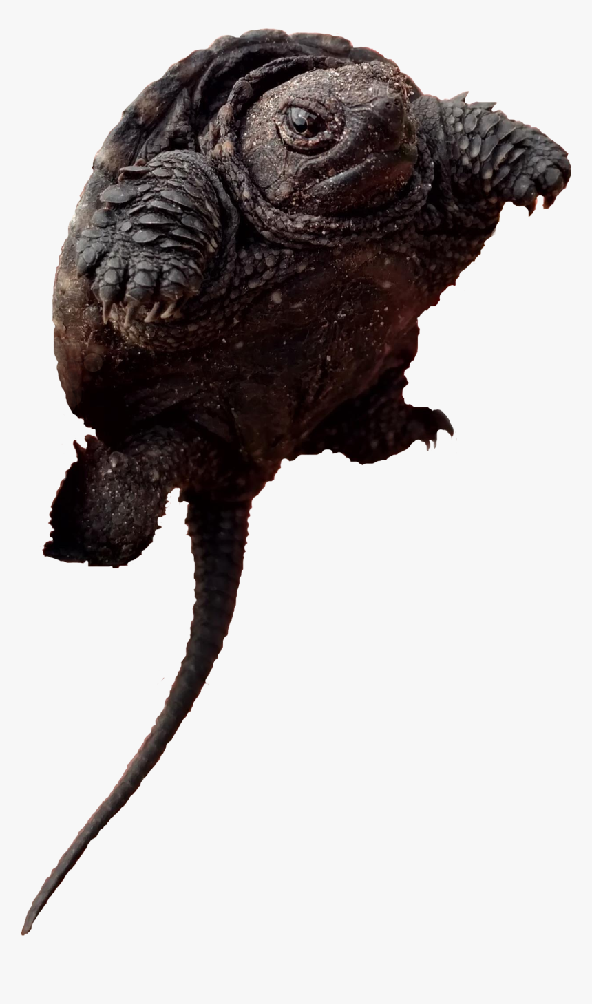 Toads Alligator Snapping Turtle, HD Png Download