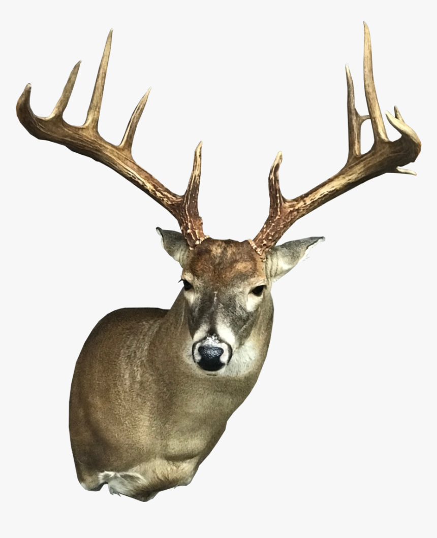 Headdown By Mulkey - Elk, HD Png Download