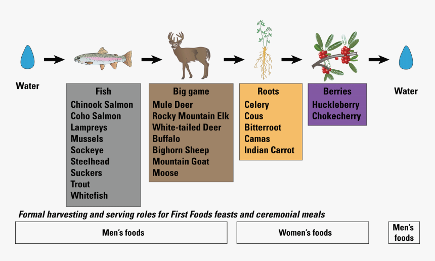 An Example Of The Serving Order Of The Confederated - Reindeer, HD Png Download